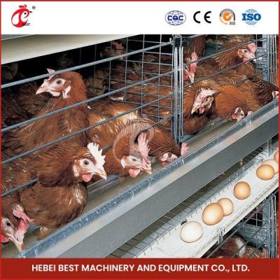 Chine Système de cage de poulet en acier galvanisé pour la batterie de volaille Ada à vendre