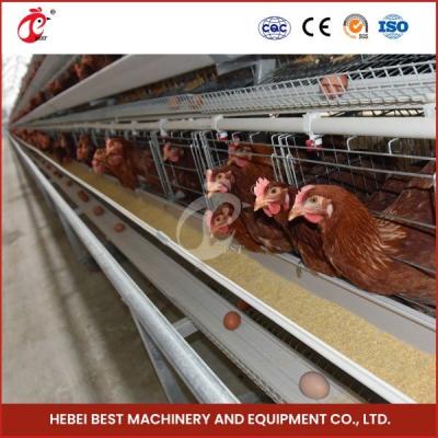 China 120 Vögel schichten Geflügelfarm-Käfig aus heißer, tiefverzinkter und kaltverzinkter Iris zu verkaufen