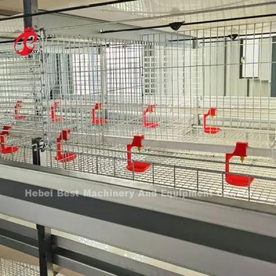 Chine Cage de poulets de chair de poulet en acier plus solide de 1,5 m sur 2,2 m sur 1,75 m Adela à vendre