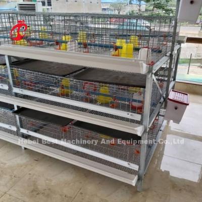 Chine Broilers de type A et H, pile poulet, cage de poulet pendant 45 jours, broilers Emily à vendre