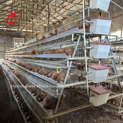 China 160 Birds Capacity Chicken Cage 4 Tier  With Video Installation Provided Poultry Cages Emily Wang for sale