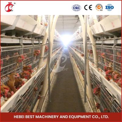 Chine 12 cellules, une cage de poulet de type poulet à poulets, avec trois niveaux à vendre