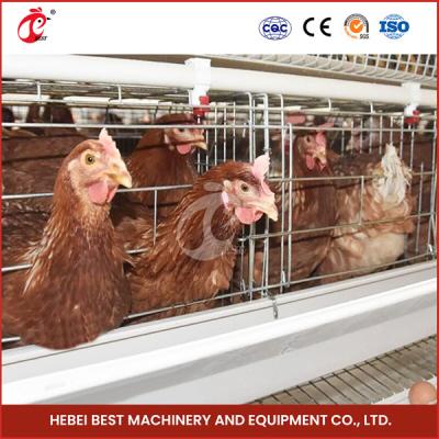 China 4-6 Birds Poultry Layer Cage with Hot Dip Galvanized Finish Star for sale