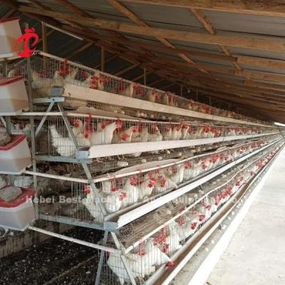 China Galvanized Steel Poultry Battery Cage System For Poultry Chicken Farms Using Sandy for sale