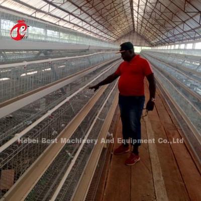 Chine 96-200 Birds Capacity White Layer Cage in Nigeria Hot Dip Galvanized Steel Star à vendre