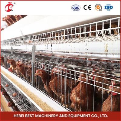 Cina 80-100kg Cage Weight H Shaped Automatic Chicken Chick Cage Automatic Chicken Cage Rose Rose For Layers Rose in vendita