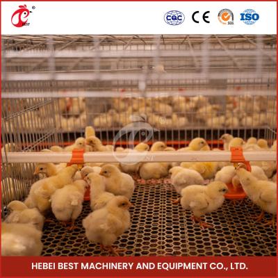 China 20-25 Years Lifespan Poultry Breeding Cage System Poultry Raising Cage System Star for sale