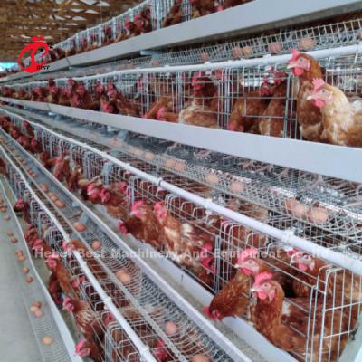 China 3 Tier Poultry Farming Cage System With 2.8-3.5mm Cage Wire - Easy To Install Mia for sale