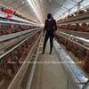 Chine 110kg Chicken Battery Cage with 450cm2 Area/bird Adela à vendre