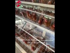 500 To 30000 Birds Layer Battery Cage System For Poultry Farming Star