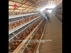 A Frame Animal Poultry Farming Battery Cage System Stable Structure 2022 Hot Selling Emily