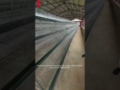 Commercial Chicken Layer Battery Cage System 2.0m*2.0m*1.45m In Nigeria Star