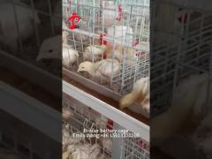 Hot Deep Galvanized Broiler Cage System 25 Years Lifespan For Chicken Rearing Emily Wang