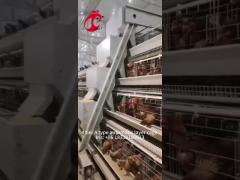 Factory Price On Professional Fully Automatic Chicken Cage Equipment For Chicken House Iris