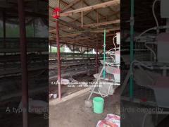 Rearing Cage Poultry Farm Brooder Breeding Equipment Sandy