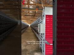 Turnkey Project Automatic Poultry Battery Cage System 3 Tiers 450cm2 Star