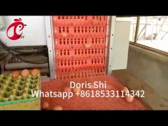 120-200 Chickens Capacity Layer Battery Cage System For 500 To 50000 Chicken Farm Doris