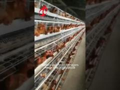 Discount A Type Poultry Battery Cage For Layer Sale 160 birds In Zambia Adela