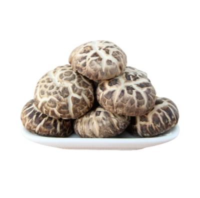 China Shiitake Mushroom Hypertrophy Smooth Mushroom Dry Agricultural Products Wholesale for sale