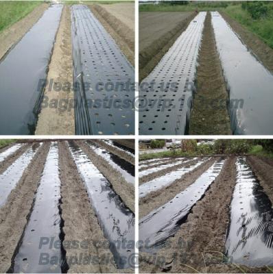 China agricultural film, pe film, horticultural mulch film, garden perforated ground film,Mulching films, garden film, pe film for sale