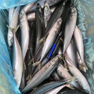 China NATURE Frozen Pacific Mackerel Fish 60-70pcs/ctn For Market for sale