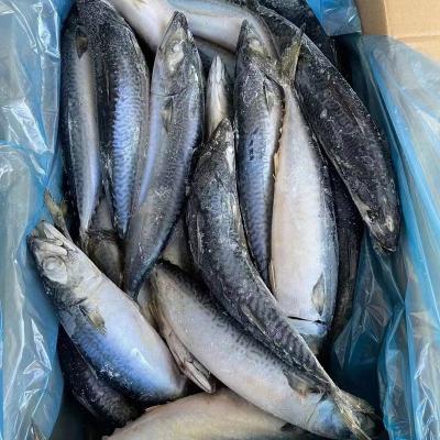 China NATURE Mackerel 200-300G Frozen Pacific Mackerel Seafrozen for sale