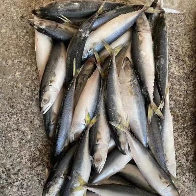 China NATURE Mackerel Scomber 6-8pcs/kg Pacific Landfrozen japonicus for sale