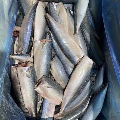 China NATURE 100-200g HGT Pacific Mackerel Fish For Canning for sale