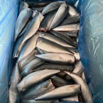 China NATURE HGT Saba Fish Pacific Mackerel 100-200G for sale