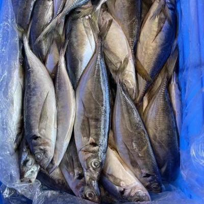 China NATURE eye frozen saurels 150-250g great for market for sale