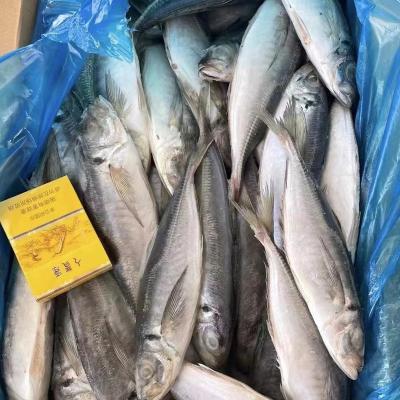 China 150-250g Large NATURE eye saurels trachurus Seafrozen japonicus for sale