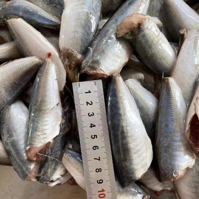 China NATURE 7-9 HGT Saurels Fish Scad Fish for sale