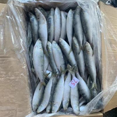 China NATURE frozen sardine for groundbait 75-80pcs/ctn for sale