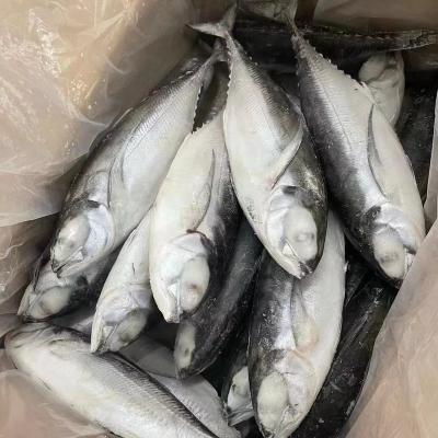 China NATURE 300-500G Frozen Hard Tail Scad for sale