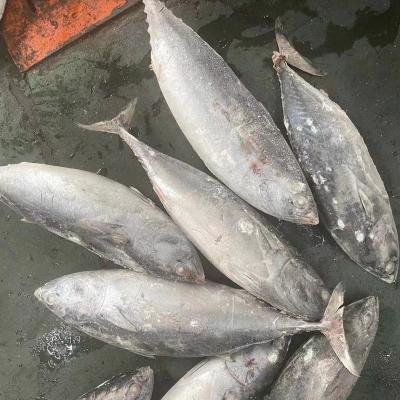 China NATURE bonito frozen fish 750-1000G for sale