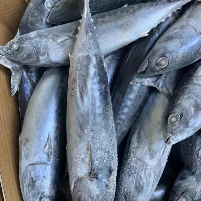 China NATURE 400-600G frozen bonito fish for sale