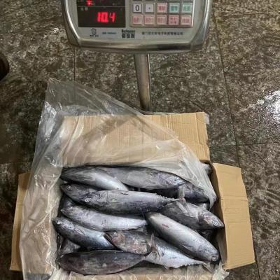 China Frozen fish Auxis Thazard de bonito de la NATURE 300-700G for sale