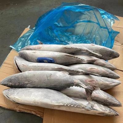 China NATURE 1-2kg Tuna Bonito stripped frozen for sale