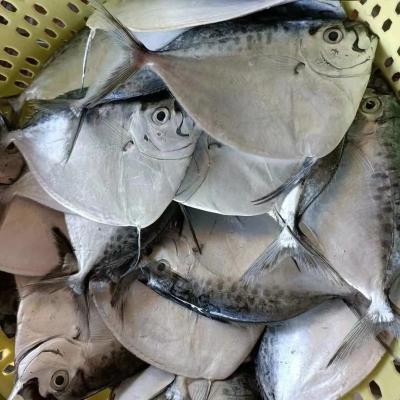 China NATURE Moon Fish Frozen W/R 100-200G for sale