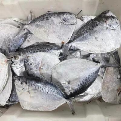 China NATURE 150-250G Frozen Fish W/R Moon for sale