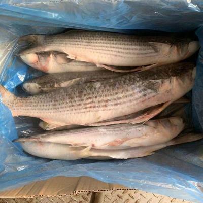 China NATURE Gray Mullet gutted frozen 6-7pcs/ctn for sale