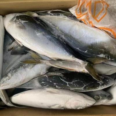 China NATURE 700-1000G Frozen Yellow Tail Scad Fish For Market for sale