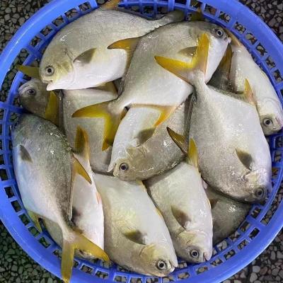 China NATURE Profret 300-400g Frozen Golden Frozen Pompano For Market for sale