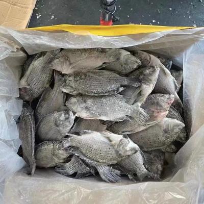 China NATURE Gutted and Scaled Frozen Tilapia Fish 120-180G for sale