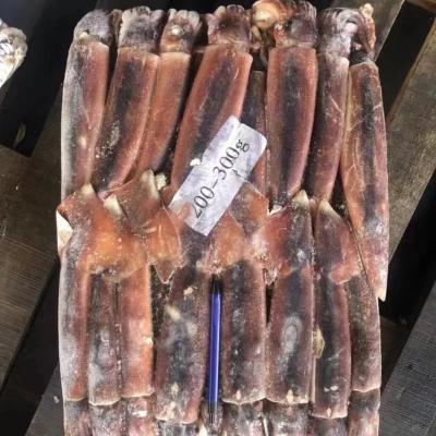 China Illex Nutritious Frozen Squid 200-300G for sale