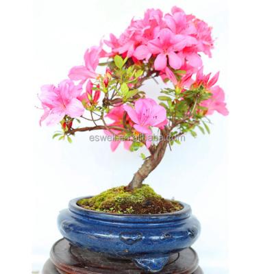 China Indoor or Outdoor Bonsai Tree Nursery China Bonsai Plants Wholesale Price for sale