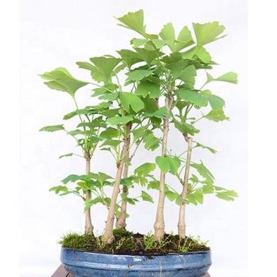 China China Factory Price Real Decoration Bonsai Tree Plants Indoor Or Outdoor Plants Indoor Ginkgo Acer Rhododenron for sale