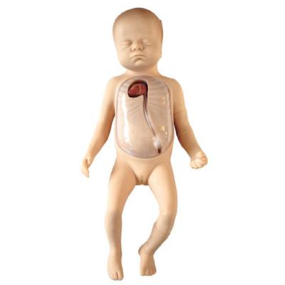 China Medical School Medical Modeling Imported Material Lifelike Newborn Peripheral and Central Vein Cannula Manikin for sale