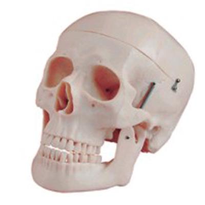 China Hospital Clinic University BIX-A1010 High Quality Anatomical Human Skull Teaching Model for sale