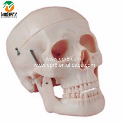 China Life Size Plastic Hospital Clinic University BIX-A1010 Skull Model for sale